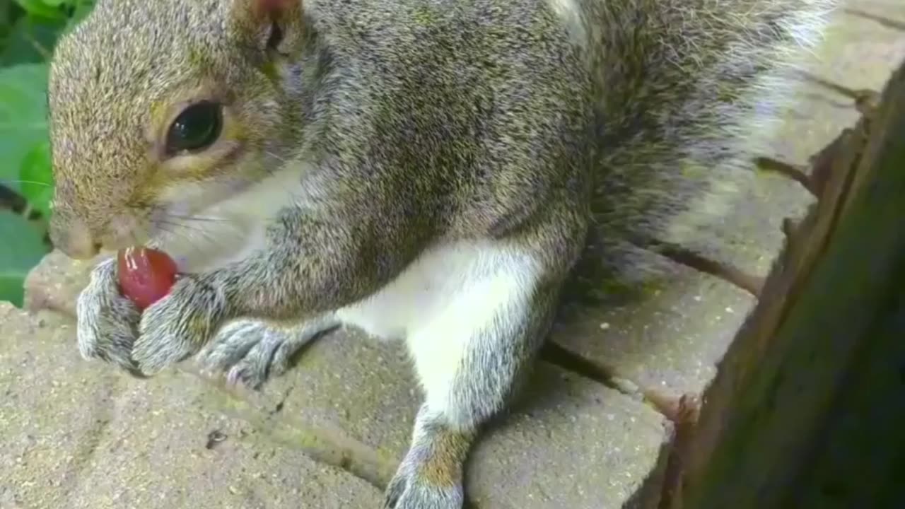 Mika The Squirrel showed up today 🐿️😍‼️