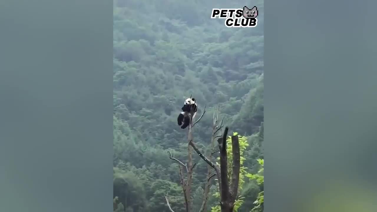 Panda Teamwork - Aww Cute Panda - Funniest Animals Compilation