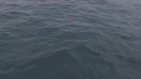 Dolphins sea acrobats