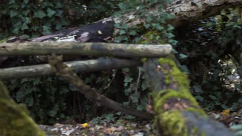 Fishing Cat: The Cat That Hunts Underwater