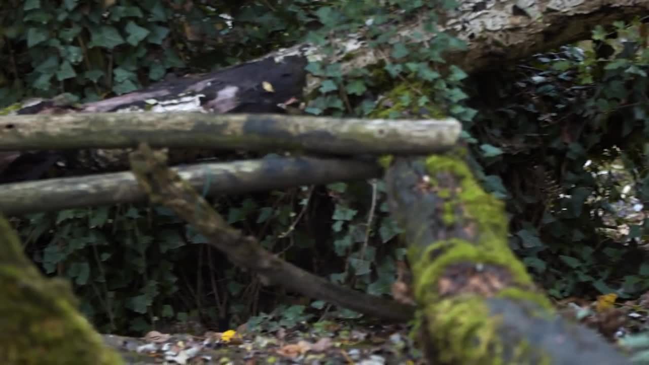 Fishing Cat: The Cat That Hunts Underwater