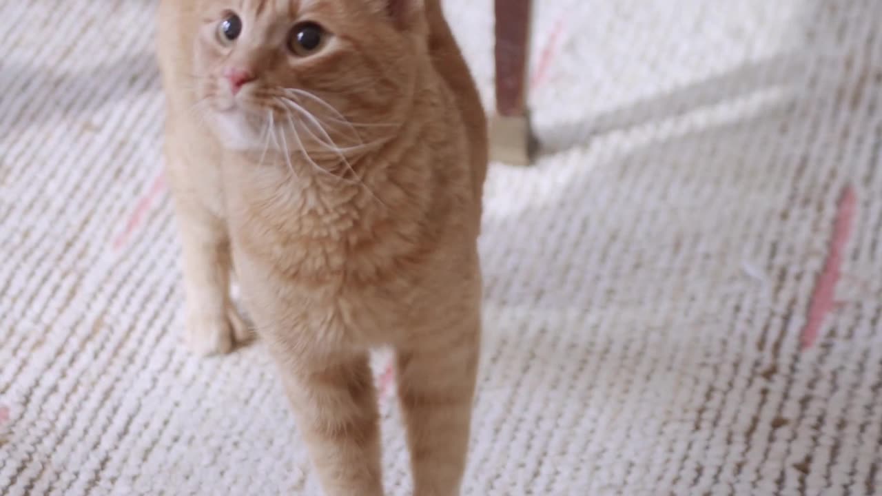 Spinning Fun: The Adorable Red Cat in Action!