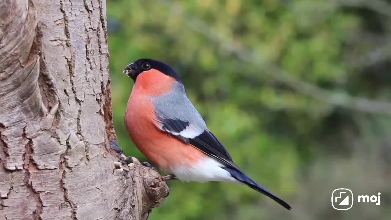 Cute bird