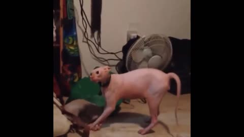 Sphinx cat meets his adversary