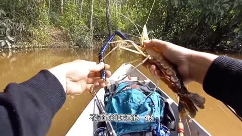 Fishing for freshwater shrimps weighing one pound each in the Mekong River.