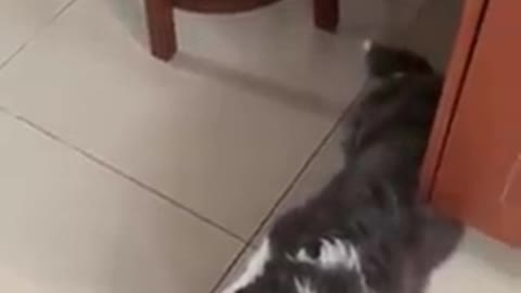 Funny Dogs Will make you LAUGH
