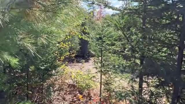 Fall Campingin the white mountains