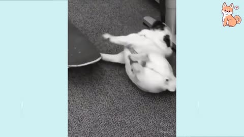 Funny videos dog