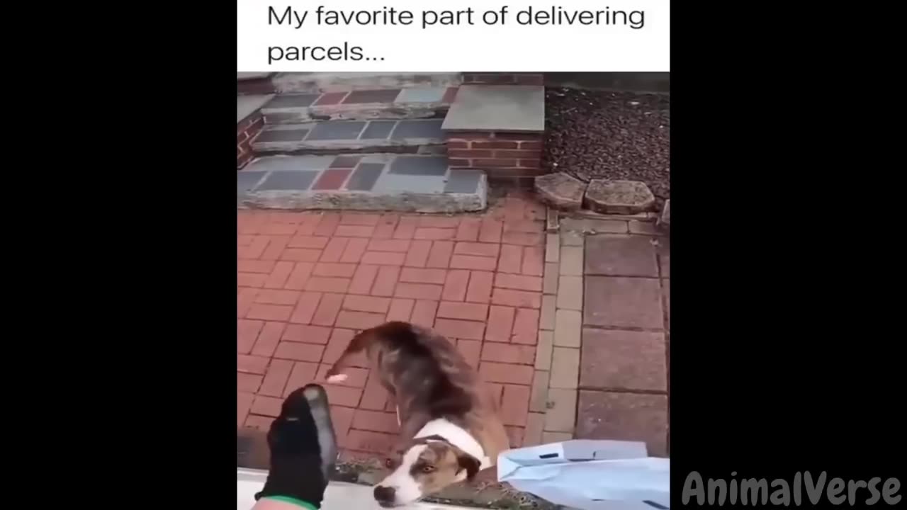 Dogs & Cats That Will Make You Laugh For Hours🐶🐱