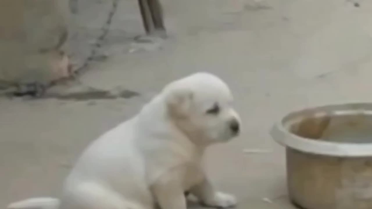 Dog funny video and funny moment dogs funny moments