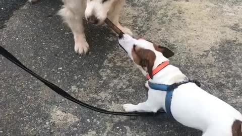 Jack vs Golden Retriever