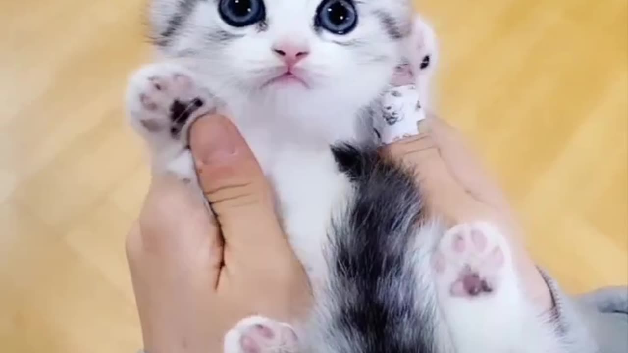 Cute cat video