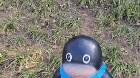 This penguin is just like real