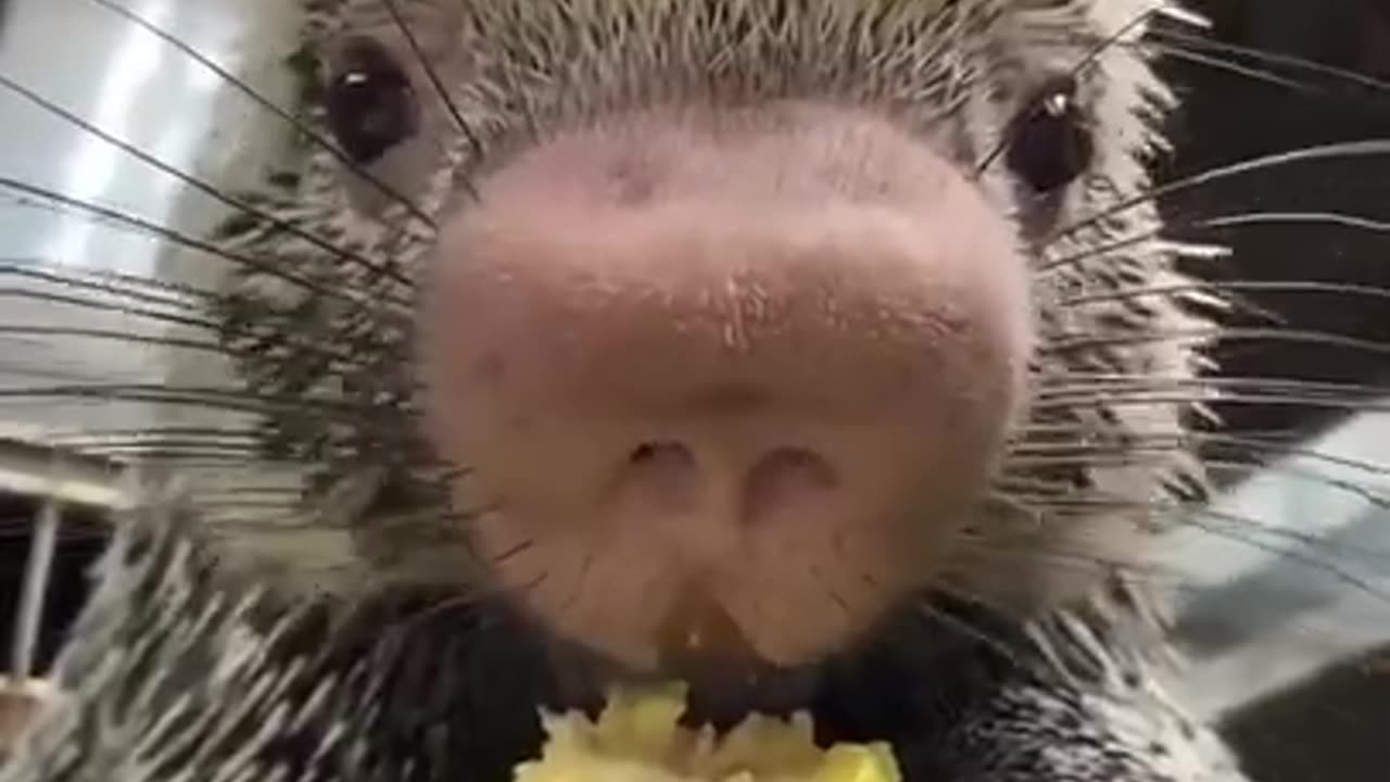 Porcupine Eating Corn in Funny Style #shorts #viral #shortsvideo #video