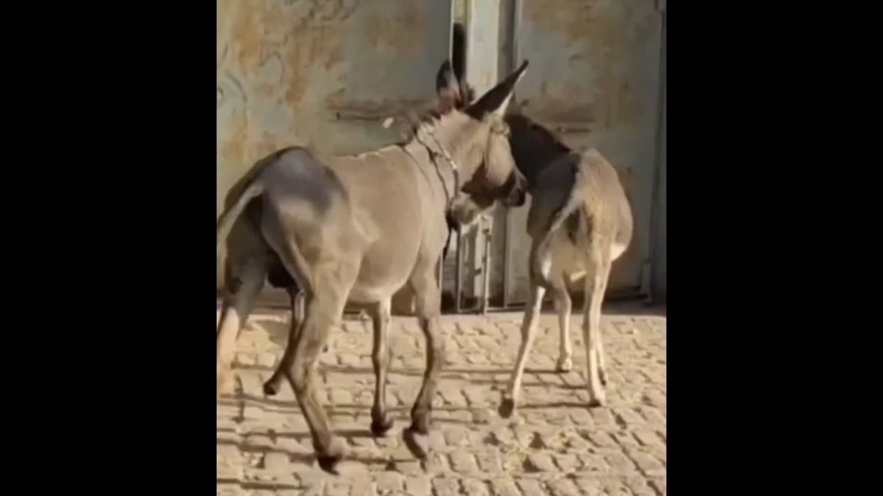 Donkey