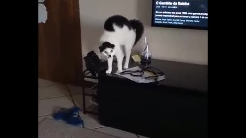 Funny video about cats😽😺🙀😹😽🙀😹