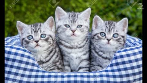 cute cats