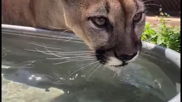 The lion is drinking water. His beard is so long