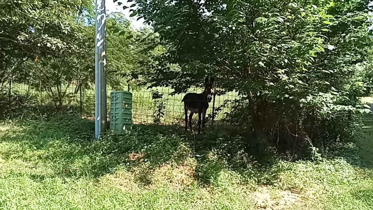 Just like Clockwork my Happy Neighbor is Always Excited when he Sees me Out Walking Everyday and...