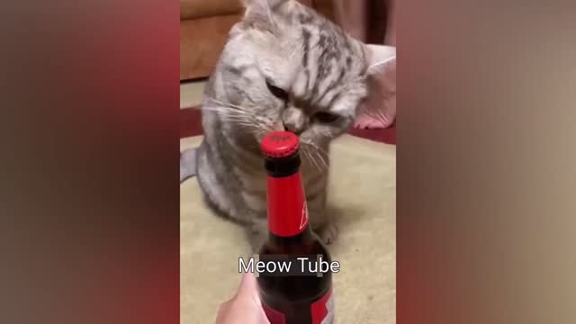 Funny Cats and Dogs Videos 😺🐶 Funniest Animals 2023 😂 Part 3