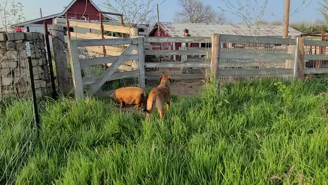 KuneKune Paddock