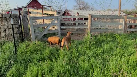 KuneKune Paddock