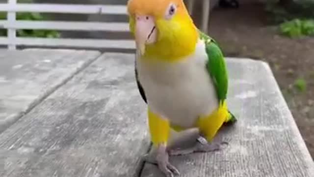 Funny Parrots and Cute Birds #Get Best In Description