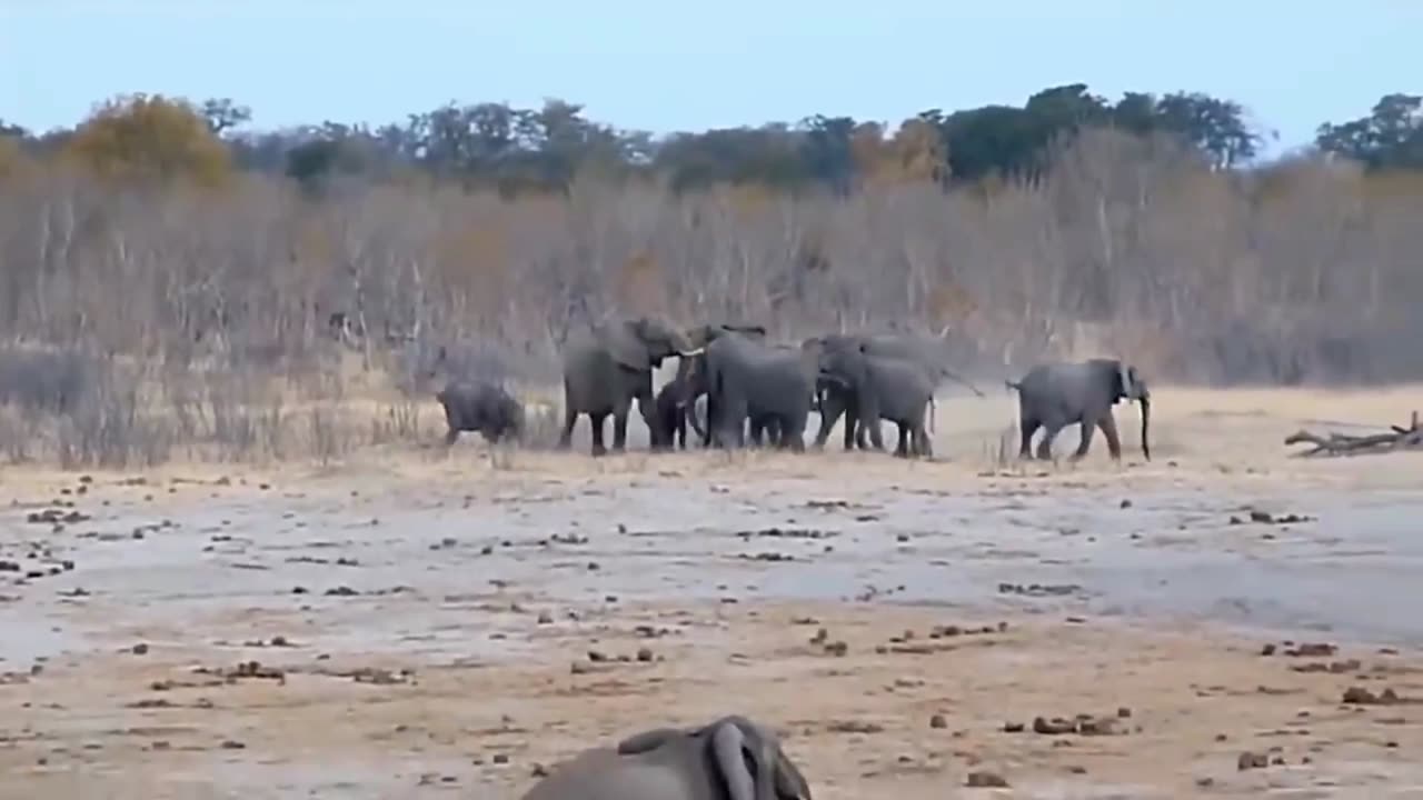 Dog-Like Lion's Hasty Retreat: Escaping from the Chubby Elephant!