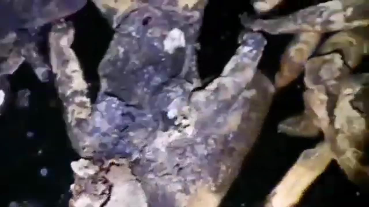 organ harvesting in china