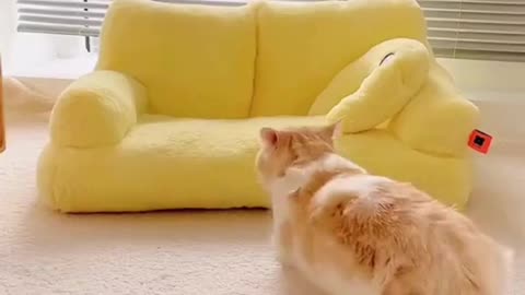 Cute Cats & Funny Cats 😍😍😅😅 #cats #reels #viral #pets #mmvcats