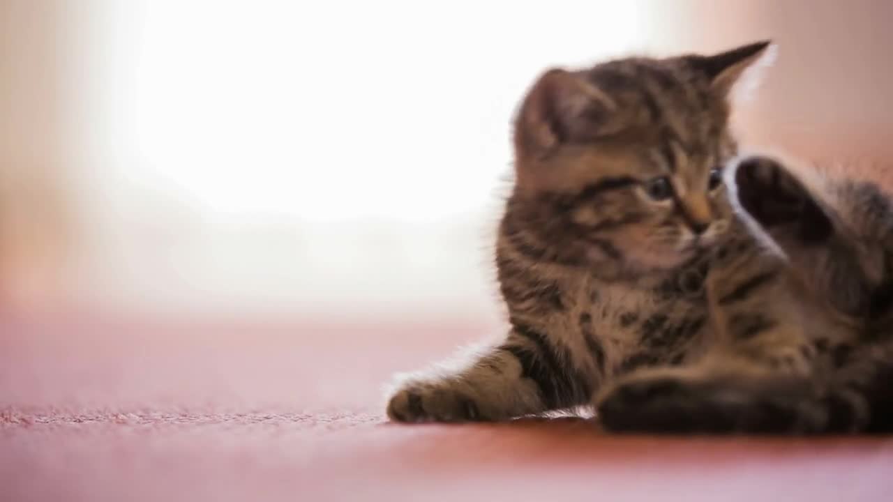 Baby kitten crawling on floor close up