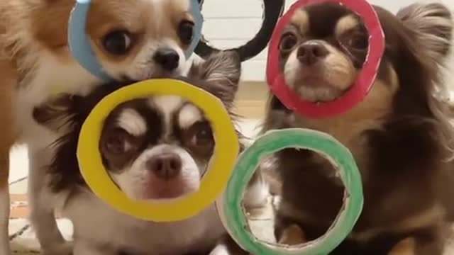 Little Chihuahuas Honoring the Olympics