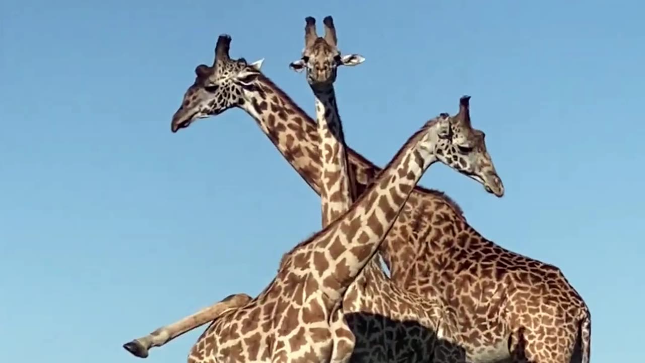 Playful Giraffes' Up-Close Encounter