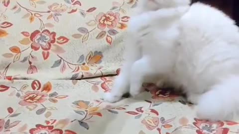 Cute and funny cat video.