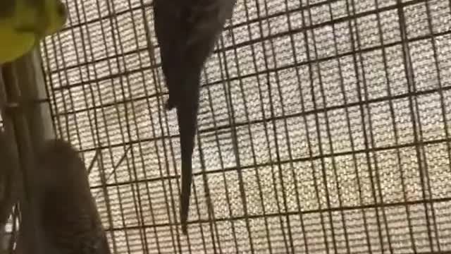 My love birds farm opaline / Agapornis Růžohrdlý Real Bird's Reaction to Digibirds,