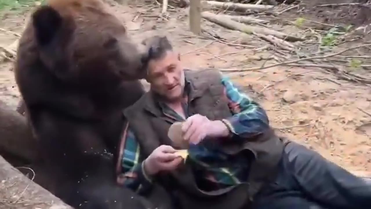 A Bear Refuses To Eat A Fast Food