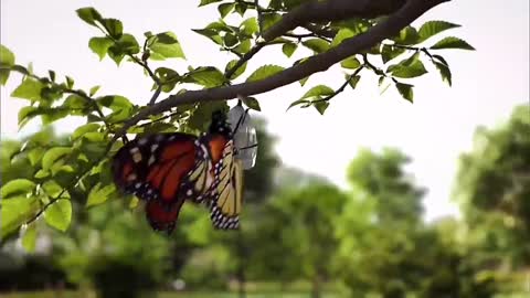 Breaking the cocoon into a butterfly, how great is this moment of life transformation