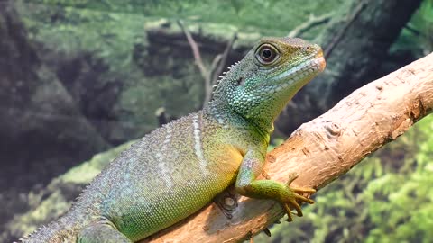 chameleon