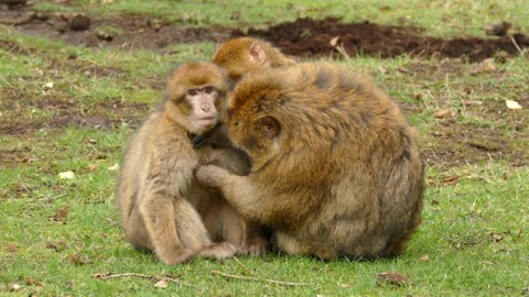 Monkeys's family love strength