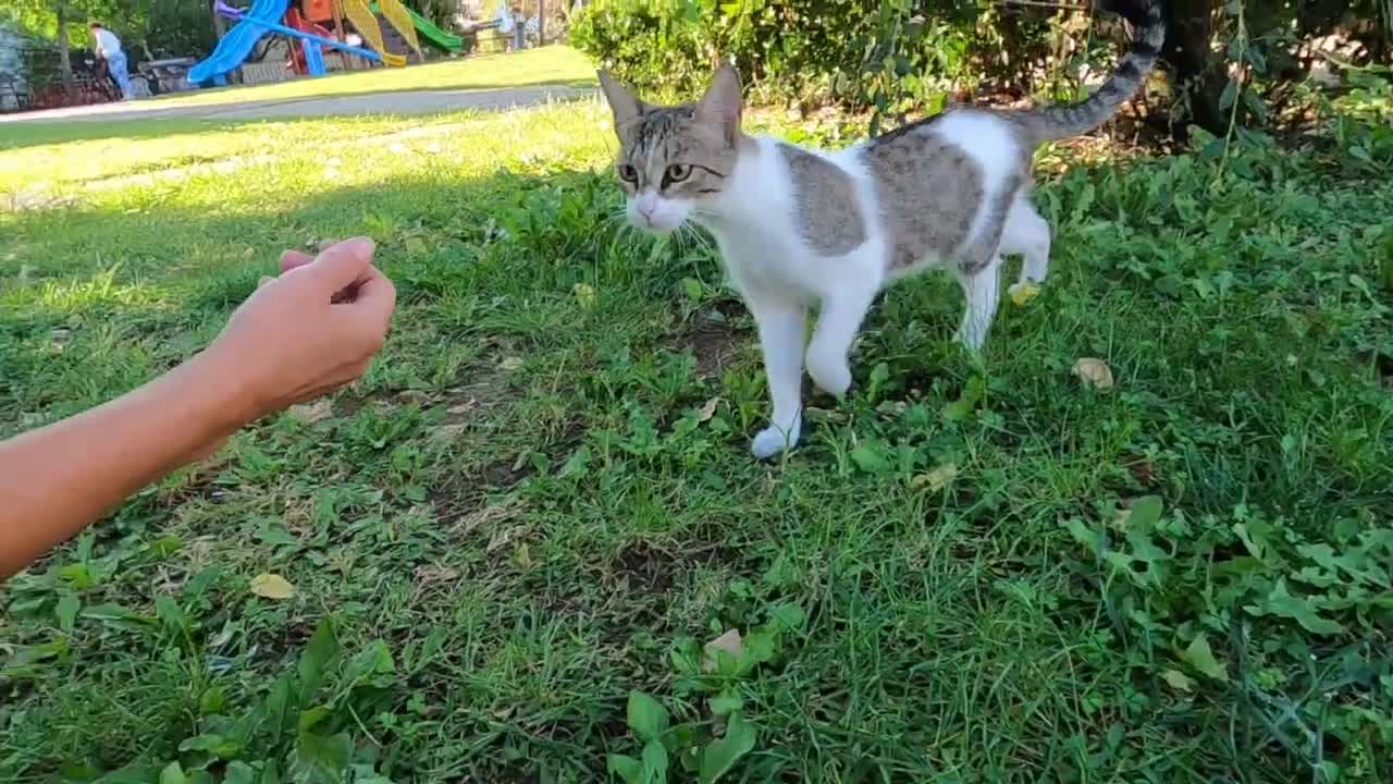 Pink nosed cat with long whiskers is so cute and loving