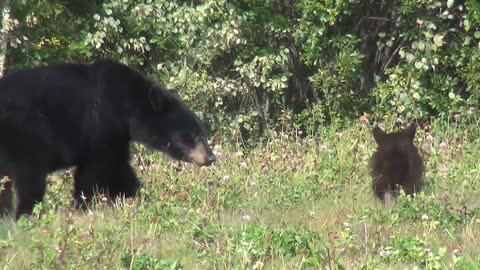 BEAR WITH HIS CUPPY FINDING FOOD