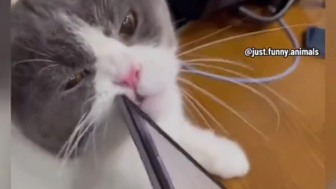 Funny Cats videos - The End