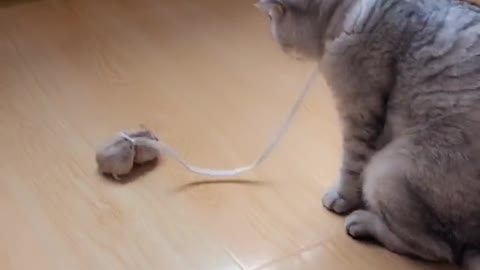 Funny pet video cat and mouse