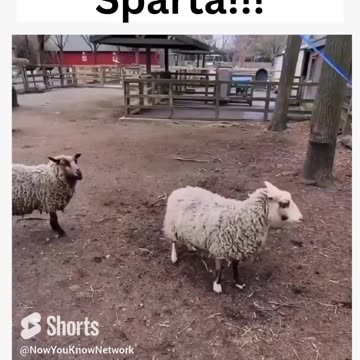 Spartan Goats | Funny Farm Animals