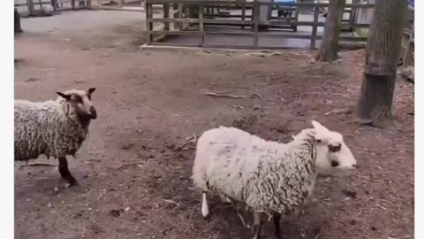 Spartan Goats | Funny Farm Animals