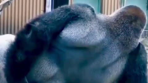 Funny gorilla