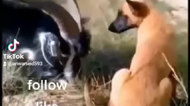 funny animal video