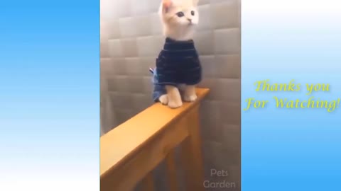 Cute pets and animal funny video