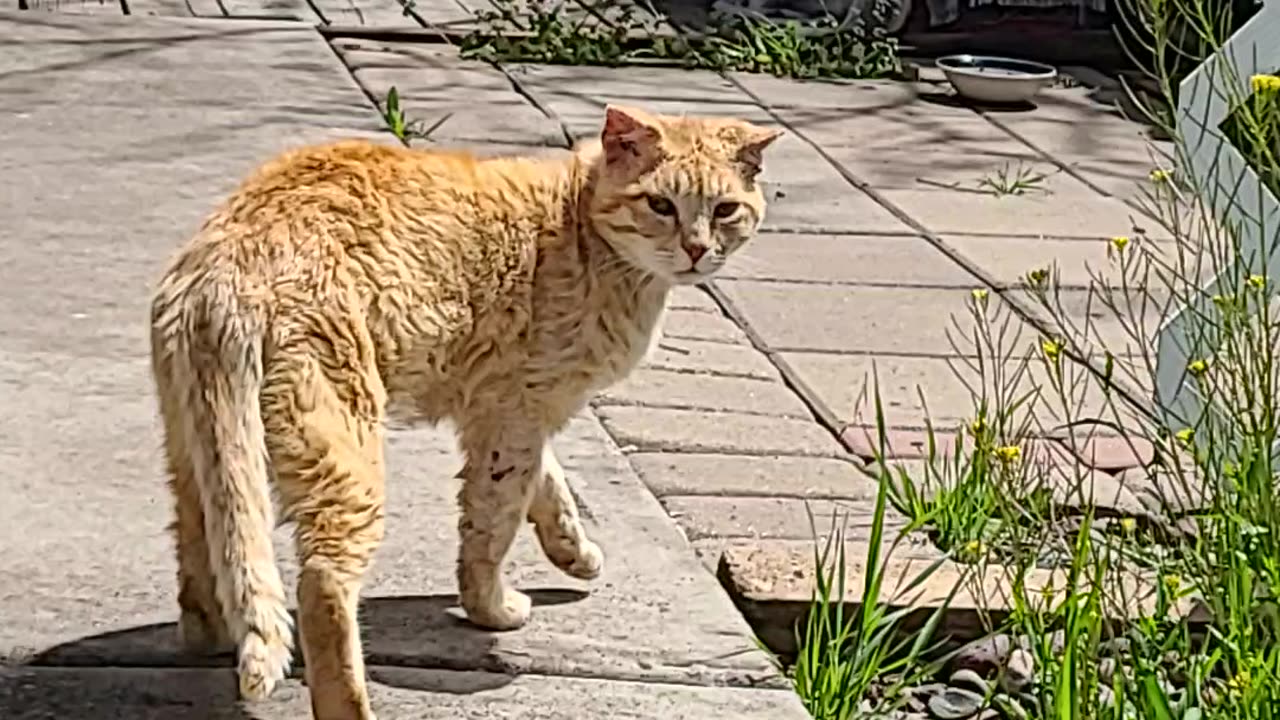 Feral Kitty JohnC