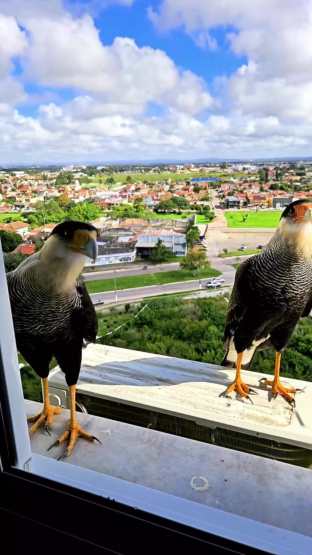Sharing Treats With Wild Falcons at the Window